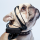 Illustration for article titled Your Dog Could Talk Back With This Mind-Reading Headset